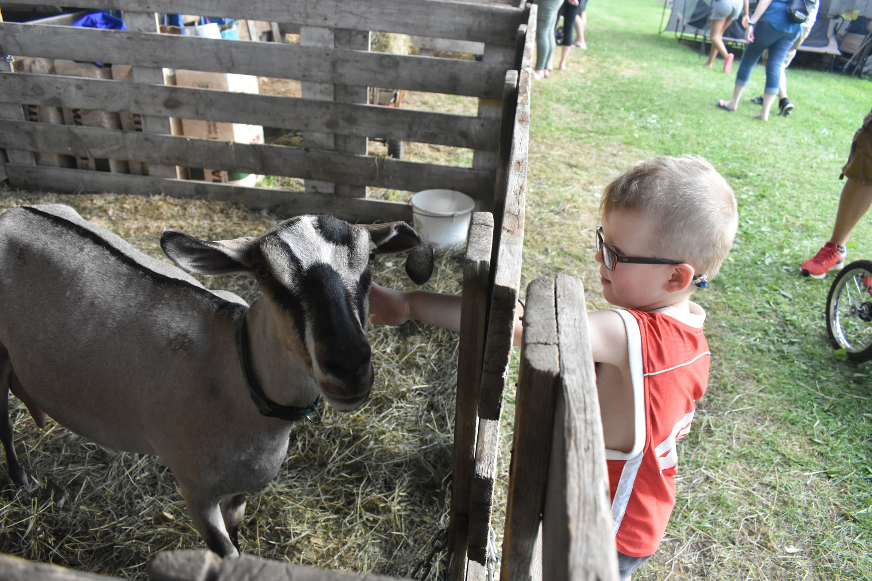 Holden Ahearn, 3, pets a goat